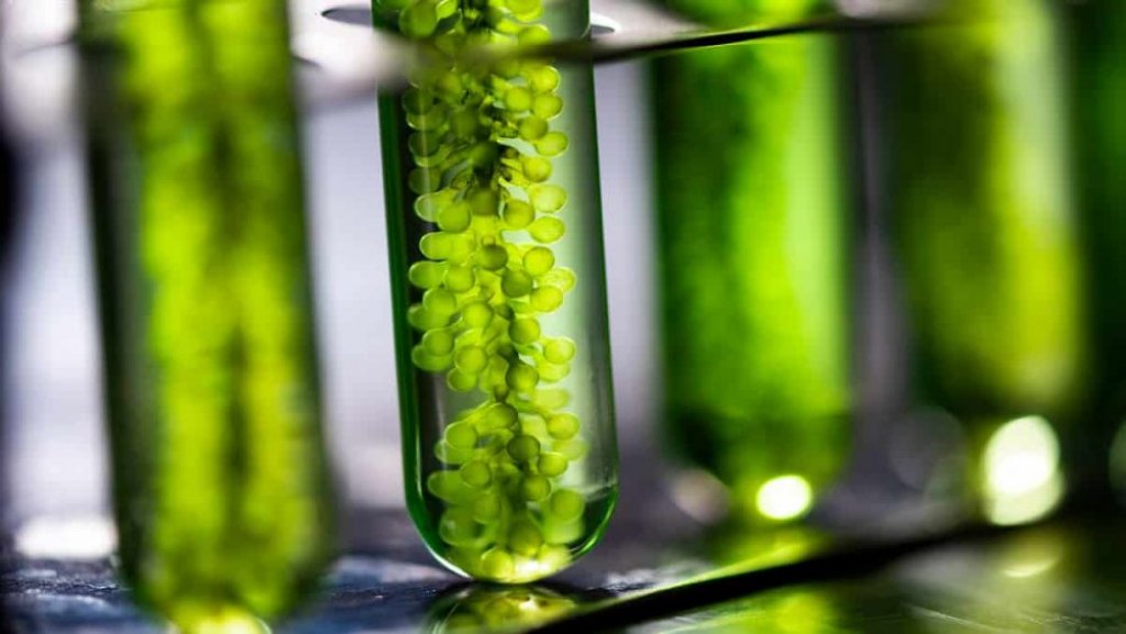 biodiesel-e1633079684861