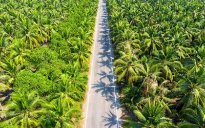 Geolistrik untuk Perkebunan Sawit: Solusi Efektif Menentukan Sumber Air dan Mengoptimalkan Pengembangan Kebun