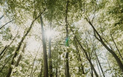 Konsultan Pengurusan PPKH Tambang: Solusi Legal Akses Kawasan Hutan Tanpa Ribet